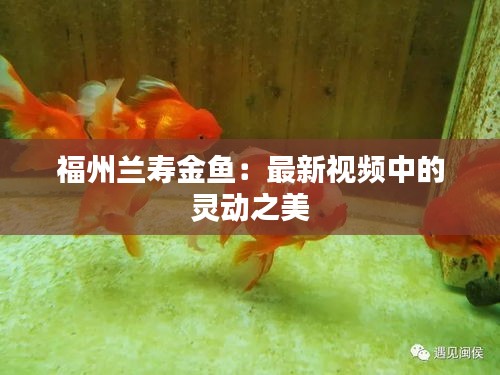 福州兰寿金鱼：最新视频中的灵动之美