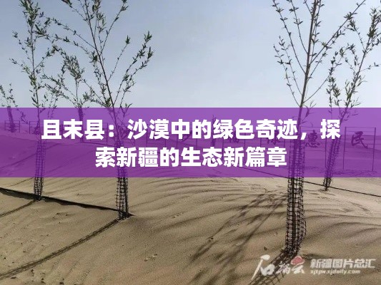 且末县：沙漠中的绿色奇迹，探索新疆的生态新篇章