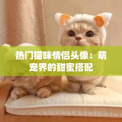 热门猫咪情侣头像：萌宠界的甜蜜搭配