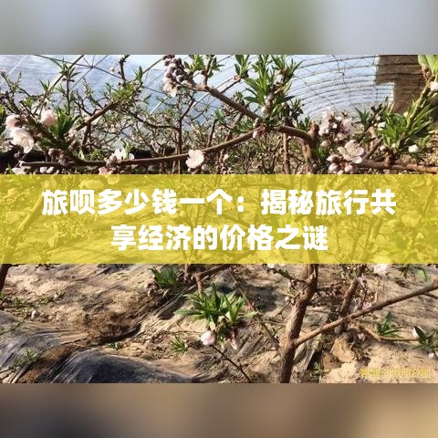 旅呗多少钱一个：揭秘旅行共享经济的价格之谜