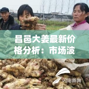 昌邑大姜最新价格分析：市场波动与消费者影响