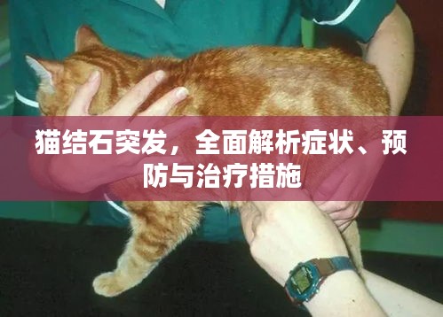 猫结石突发，全面解析症状、预防与治疗措施