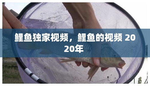 鲤鱼独家视频，鲤鱼的视频 2020年 