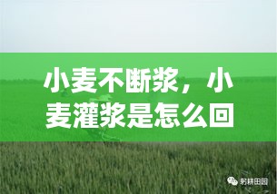 小麦不断浆，小麦灌浆是怎么回事 