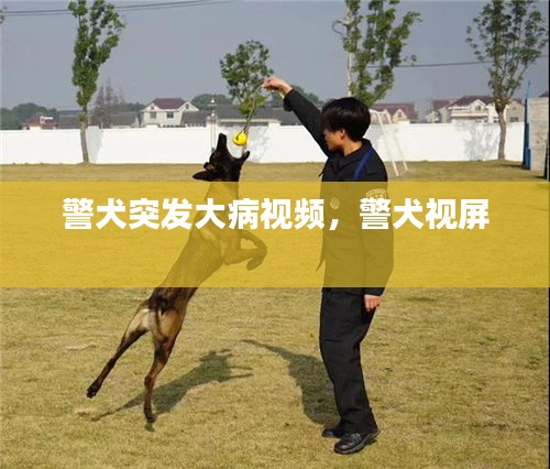 警犬突发大病视频，警犬视屏 