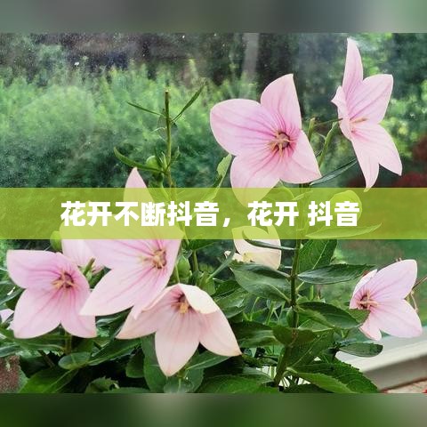 花开不断抖音，花开 抖音 