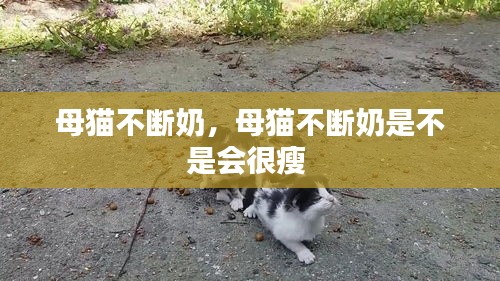 母猫不断奶，母猫不断奶是不是会很瘦 