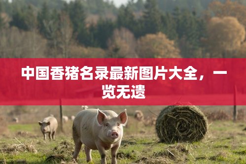 中国香猪名录最新图片大全，一览无遗