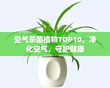 空气杀菌植物TOP10，净化空气，守护健康