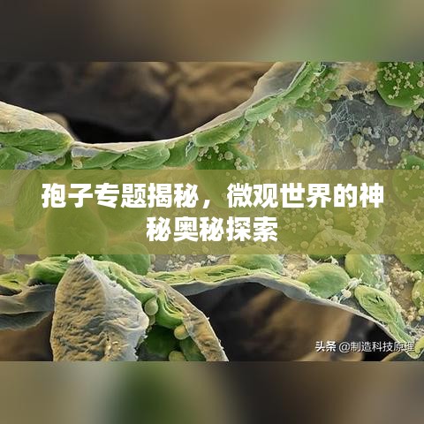 孢子专题揭秘，微观世界的神秘奥秘探索