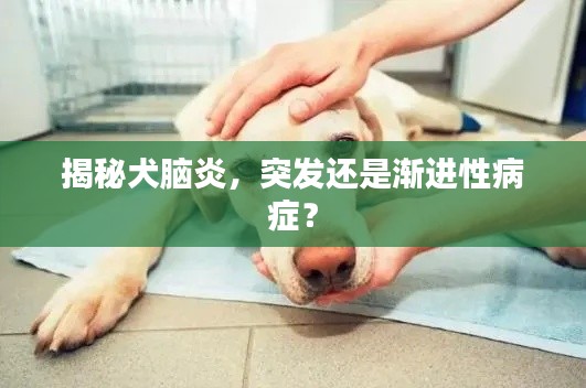 揭秘犬脑炎，突发还是渐进性病症？