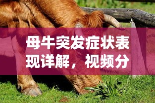 母牛突发症状表现详解，视频分析、应对方法与预防措施