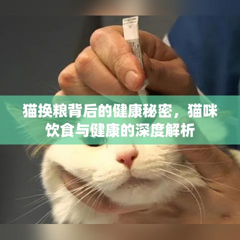 猫换粮背后的健康秘密，猫咪饮食与健康的深度解析