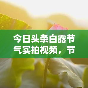 今日头条白露节气实拍视频，节气之美，尽收眼底