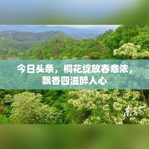 今日头条，桐花绽放春意浓，飘香四溢醉人心