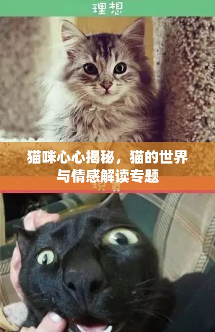 猫咪心心揭秘，猫的世界与情感解读专题