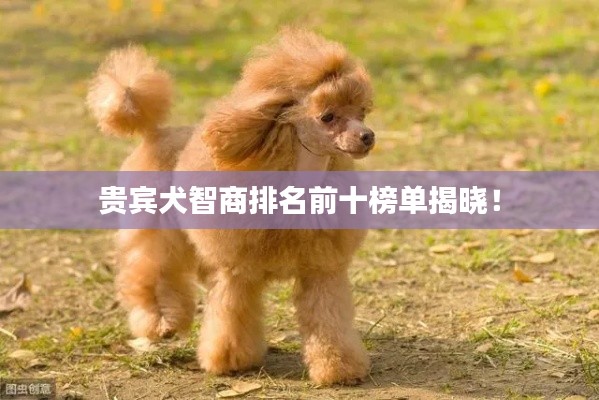 贵宾犬智商排名前十榜单揭晓！