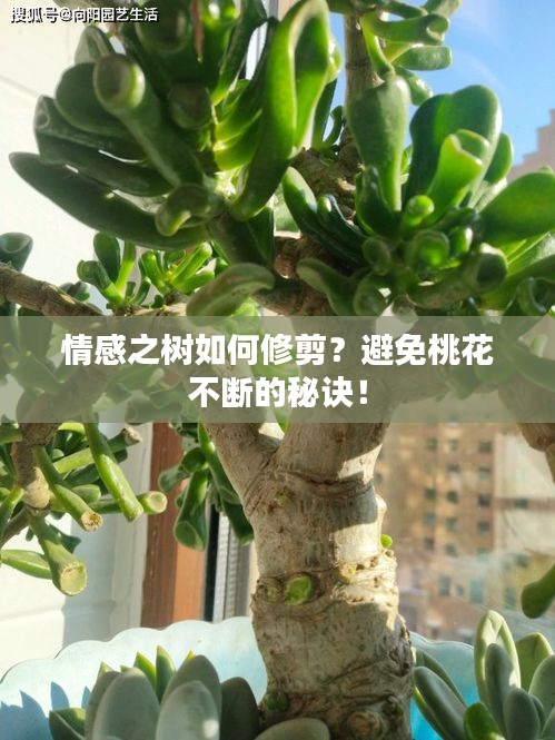 情感之树如何修剪？避免桃花不断的秘诀！