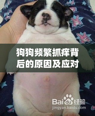 狗狗频繁抓痒背后的原因及应对方法解析