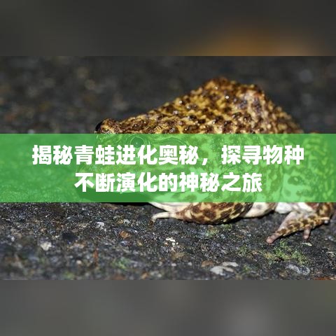 揭秘青蛙进化奥秘，探寻物种不断演化的神秘之旅