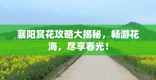 襄阳赏花攻略大揭秘，畅游花海，尽享春光！