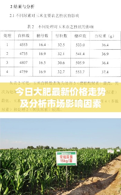 今日大肥最新价格走势及分析市场影响因素